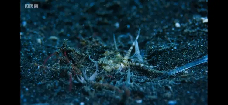 Bobbit worm (Eunice aphroditois) as shown in Blue Planet II - Coral Reefs
